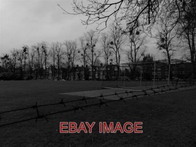PHOTO  MISTLETOE IN LIME TREES ON SPENCER ROAD MISTLETOE VISCUM ALBUM (SEE WIKIP