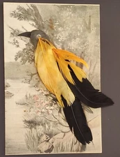 Bird Perched on Wood Postcard Novelty Add-on Feathers Unposted