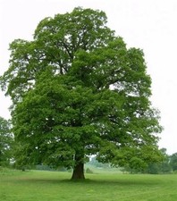 3 x English Oak Tree  30-40cm in height. Bare
