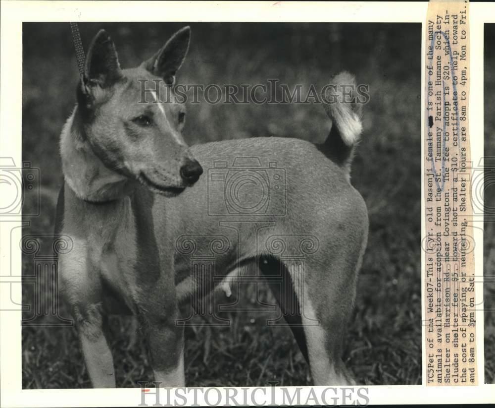Press Photo Basenji Dog at Tammany Parish Humane Society