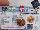7 Mukhi Rudraksha/Seven Face Rudraksh Nepal Bead Size 18-20 MM Pendant-Certified