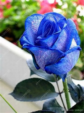 20 SEEDS for Navy Blue/Violet RARE Rose tea flower Bush exotic plant USA Seller