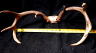 Deer Antler Rack Scull Cap 8 Point Lot B — photo 4