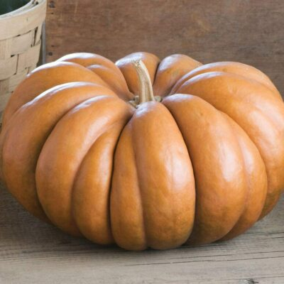#ad Fairytale Pumpkin Seeds Musquee de Provence Heirloom Free Ship 1079 $12.29