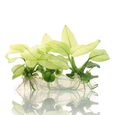 Anubias Broad White Vitro Culture