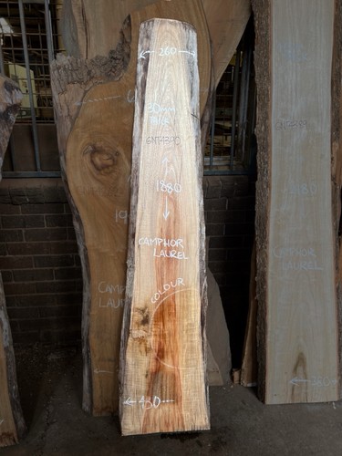 Camphor Laurel Timber Slab - 1.88m Long, GNT4390 - Picture 1 of 8