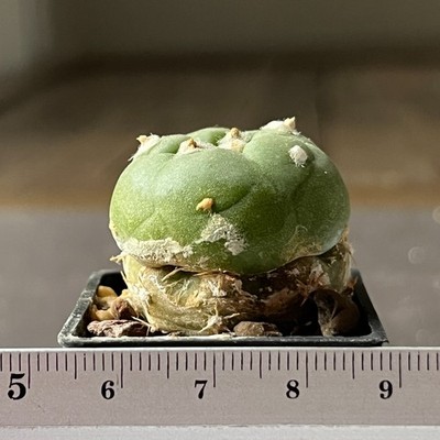 6-590 Best cactus alberto vojtechii VM 840, Zacatecas, Mex, grafted