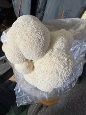  Micelio Liquido Hericium Erinaceus Lions Mane Coltivazione Funghi