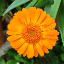 Calendula Officinalis  - 100 Seeds - 'Kinglet Formula' Mix