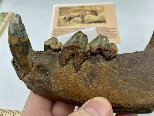 Crocuta crocuta spelaea Asian Cave Hyena Teeth Jaw 10,000++ Yrs Old J3 - Picture 5 of 6