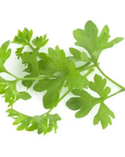 Herb - Celery, parcel - 5g to 250g - Wholesale