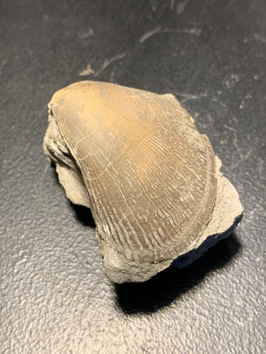 Muschel Jura aus Frankreich Fossilien FMG Sammlung - Bild 3 von 3