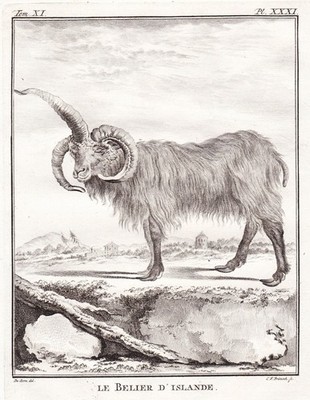 Islandschaf Icelandic sheep gravure Iceland Belier gravure engraving Buffon 1780