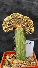A1 GEOHINTONIA MEXICANA CRISTATA POLYCEPHALA / succulent cactus