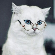 Cool Cat Dog Pet Glasses For Pet Small Eyewear Puppy Sunglasses Photos Props UK