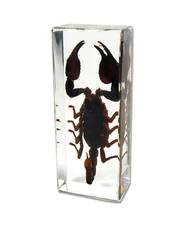 BLACK SCORPION Genuine INSECT Desktop Lucite Paperweight  Paper Weight  Large