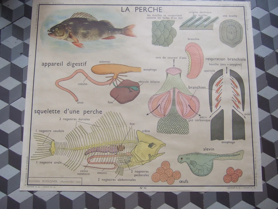 affiche scolaire grenouille perche - Photo 2/2