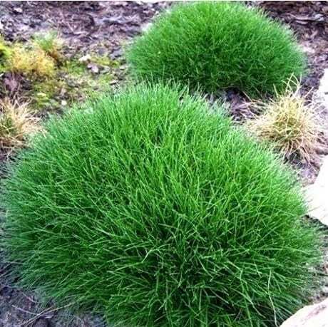 Ziergrser Dnger Fr Grser Und Bambus Spezialdnger Garten Ziergras 25m2  1kg | eBay.de