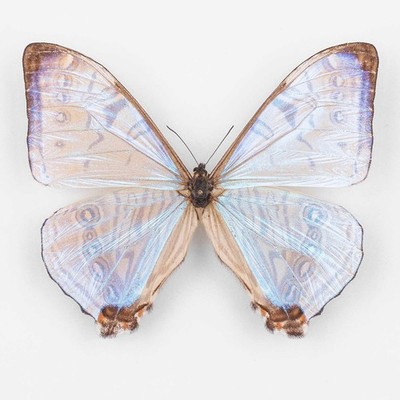 Morpho Lympharis Selenaris   Peru - Männchen - Nymphalidae Entomology