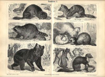 Mustelidi in Calabria: puzzole, faine, tassi, martore, donnole