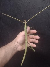 Phobaeticus serratipes (Malayan giant stick i...