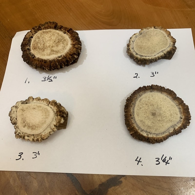 4 Elk Antler Burr Sheds/Carving Or Crafts