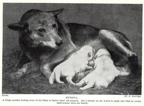 Dingo "Mother" - 1934 Vintage Dog Art "Photo" Print - CUSTOM MATTED