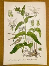 1886 ANTIQUE PICTURES LITHOGRAPH ART PRINT BOTANY FLOWER FLORA NATURE DECO PO...