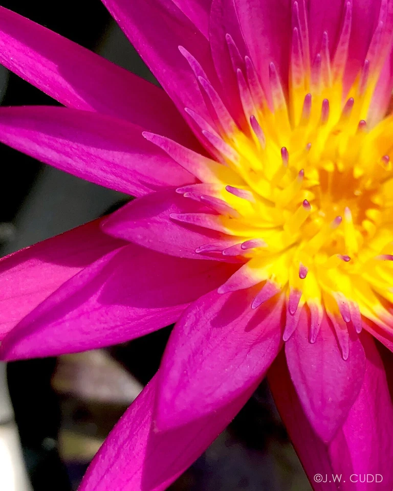 Rizoma de tubérculo de lirio de agua tropical magenta y rosa 'Reina de Siam' (planta viva) Foto 4 de 4