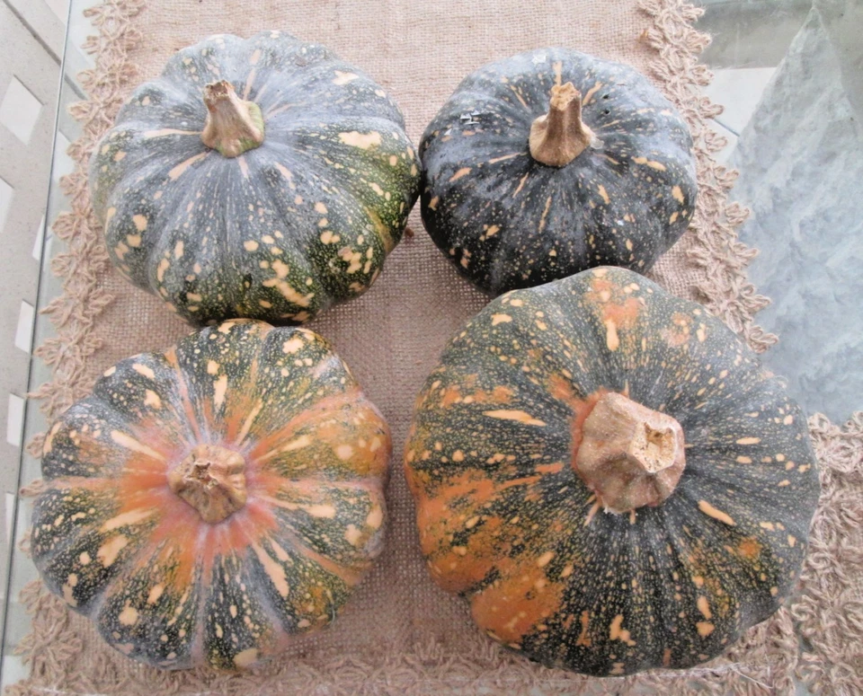 12 Pumpkin Seeds "Kabocha /Mini Jap" Grow your own - Fresh is Best -Free Postage - image 2 of 4
