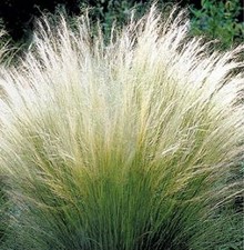 40pz Pianta Stipa Pennata