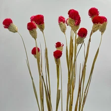 Bergamo Art Bundle of 4 Dried Gomphrena Globosa 22-24" long in Red