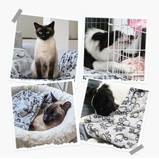 Image of Winter Soft Dog Blanket Washable, Cat Blanket for Indoor Cats Mat Large Medium