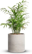 Mozing Cement Plant Pots Indoor - 4.8 inch Concrete Planter Inch, Gray 