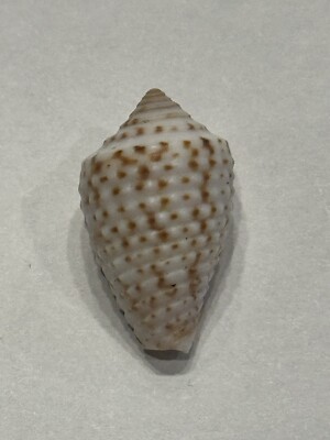 Conus selenae F+++ 22.98mm Bocas Del Toro Panama Coll. Peggy Willams.