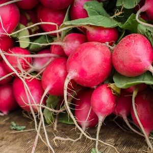 Champion Radish - Seeds - Organic - Non Gmo - Heirloom Seeds – Vegetable Seeds -
