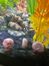  10 Jiggly puff Pink Ramshorn Snails