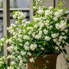 285 Evergreen Climbing Jasmine Seeds, Perennial Fragrant, Low Maintenance, f...
