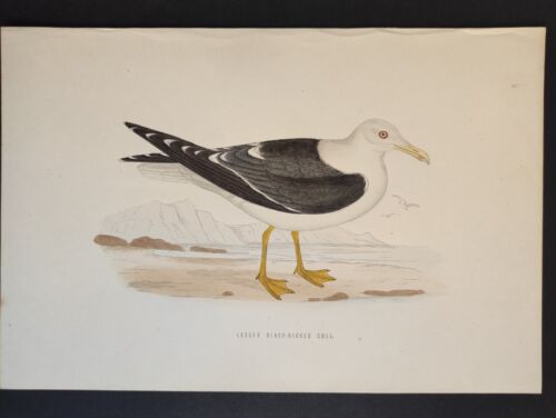 Lesser Black-Backed Gull, History British Birds Morris, Fawcett, Stampa 1870 - Picture 1 of 4
