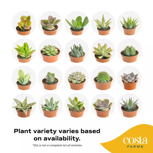 Mini plantas suculentas de interior en 2 pulgadas Ollas y bandeja de cerámica, promedio Altura de envío - Imagen 4 de 12