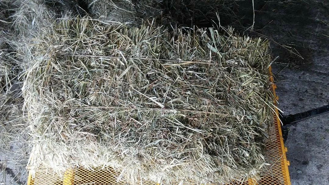 Timothy hay top bales for rabbits