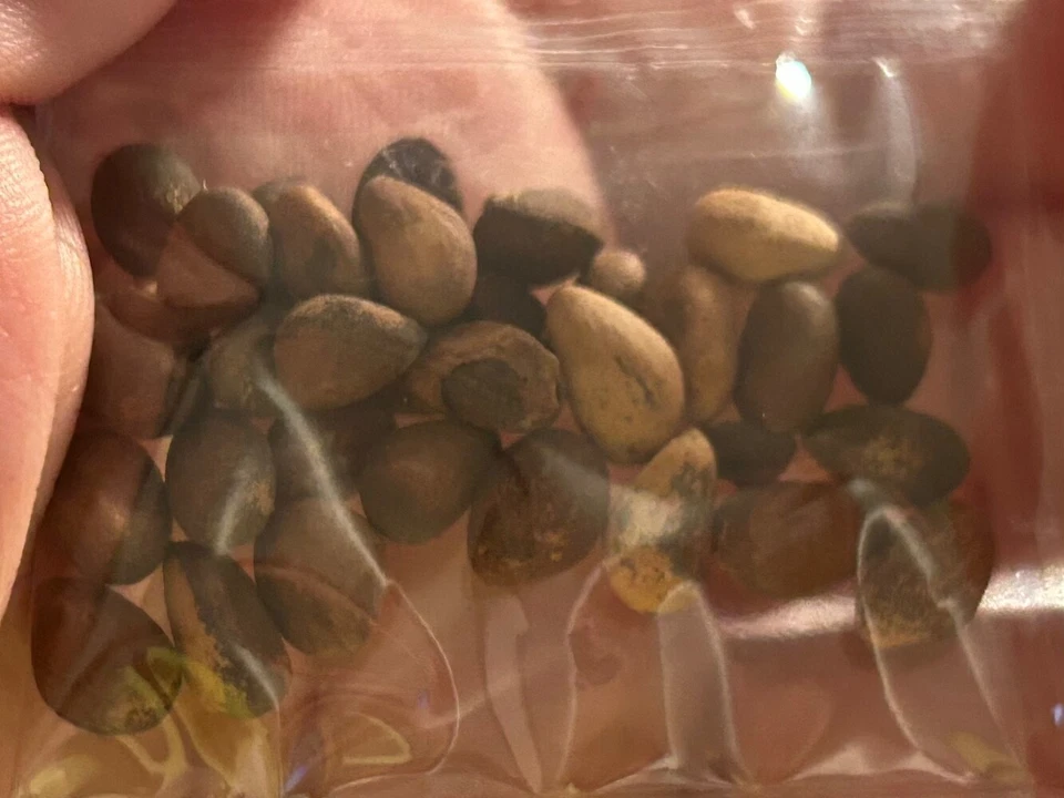 20 SEMILLAS para PINO BONSÁI #14 MEZCLADO mini rara planta de jardín exótica vendedor de EE. UU. Foto 2 de 3