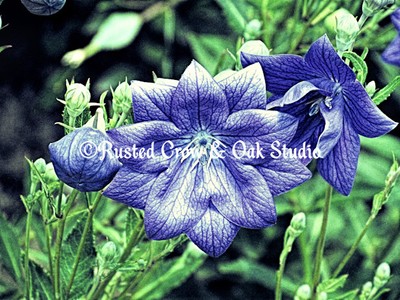 Purple Balloon Flower Green Bedroom Art Bathroom Decor Matted