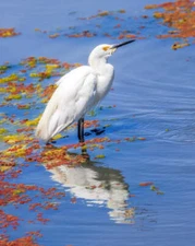 Snowy Egret Reflection - Joseph Fisher Fine Art Print Wildlife Bird Nature 22x27