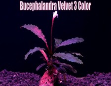Bucephalandra Velvet 3 Color rare buce live aquatic freshwater aquarium plant