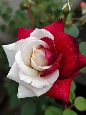 Colorful Rose Seeds, 50pcs/pack