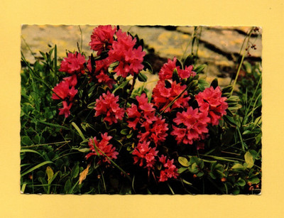 Rhododendrons (Ref. F3245)