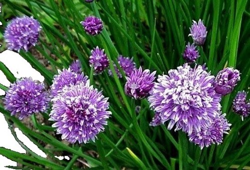 Silver Edge / Platinum Blonde Lavender Plant Live, Rare Lavender Healthy  Starter | eBay