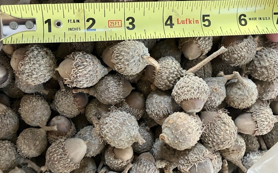 Lot De Glands (petits Glands) - 4 Livres (environ 1.8 Kg) - Neuf