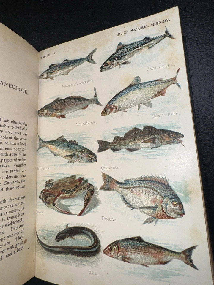 1907 WILD LIFE ANIMALS NATURAL HISTORY ZOOLOGY BIRDS FISH MAMMALS COLOR PLATES Foto 3 de 4